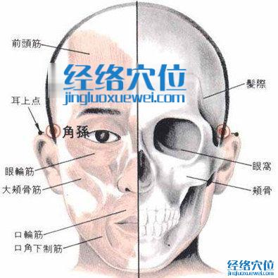 角孫穴的位置解剖分析圖