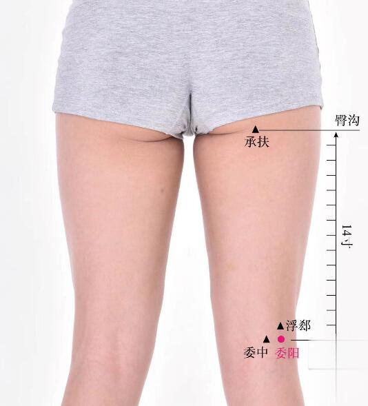 委陽(yáng)的準(zhǔn)確位置圖及功效視頻位位置圖