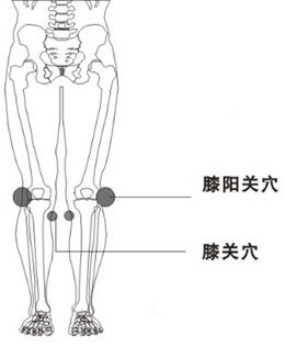 膝陽關穴的位置圖