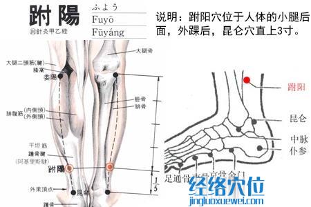 跗陽穴