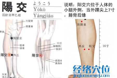 陰交穴