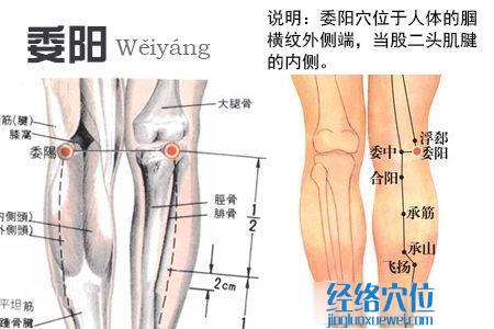 委陽穴位位置圖