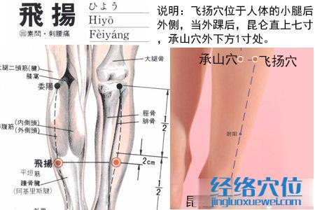 飛揚穴位位置圖