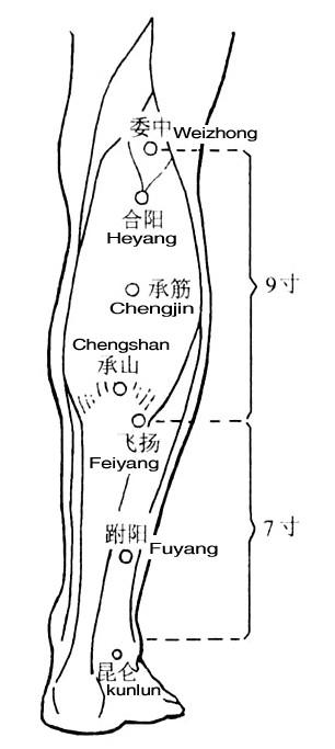 跗陽穴的準確位置圖