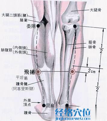 飛楊穴的解剖結構圖
