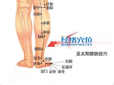 跗陽穴的準確位置圖