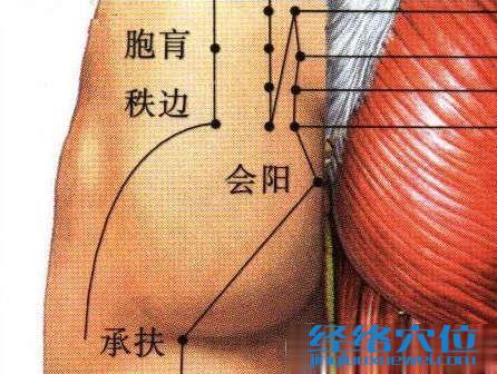 會陽穴的位置及解剖圖