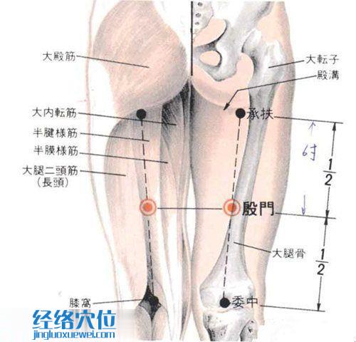 殷門穴的準確位置圖及解剖圖