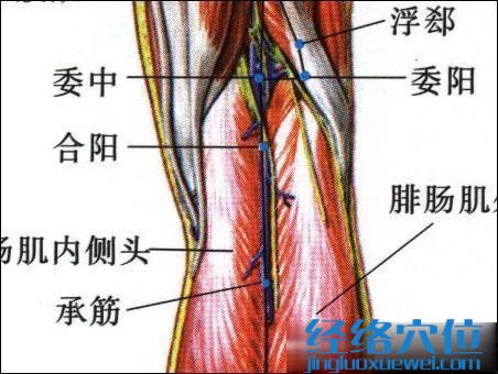 委陽穴的位置及解剖圖