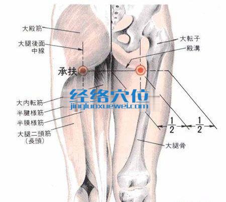 承扶穴的解剖分析圖