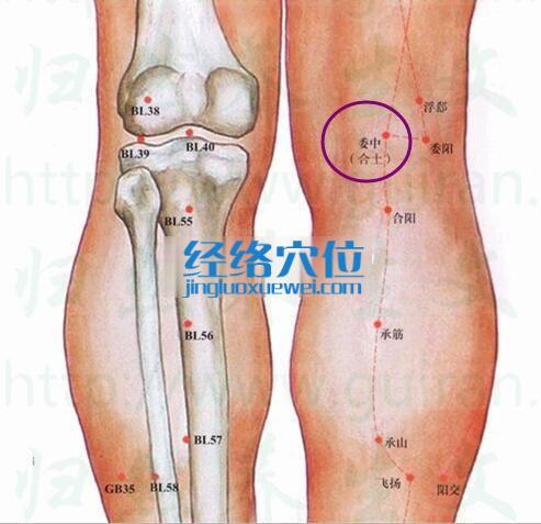 委中穴的準確位置圖
