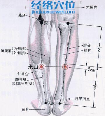 承山穴的位置及解剖分析圖