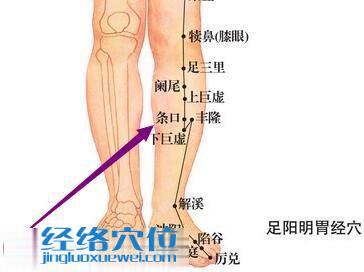 足陽明胃經條口穴位圖