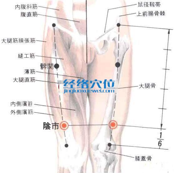 陰市穴的位置解剖分析圖