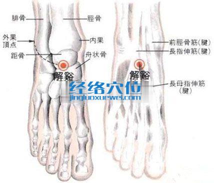 解溪穴的位置解剖分析圖