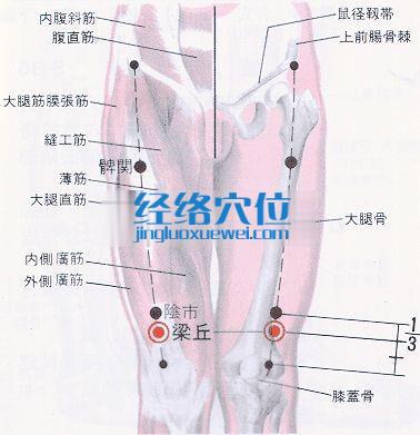 梁丘穴的位置解剖分析圖