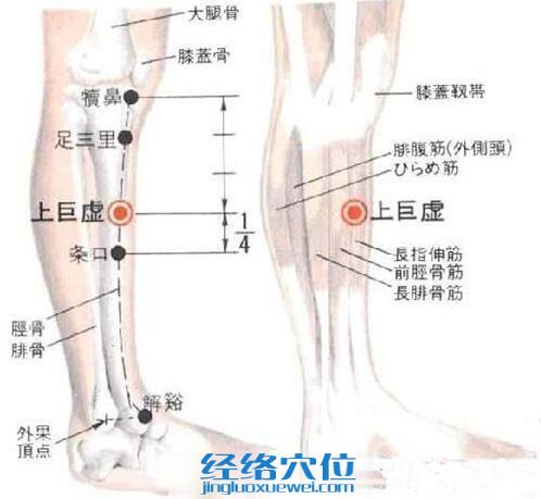 上巨虛穴的位置解剖分析圖