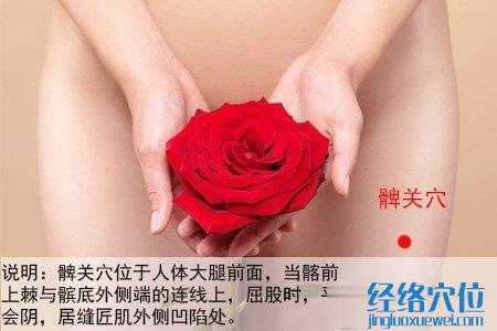 髀關穴的位置圖
