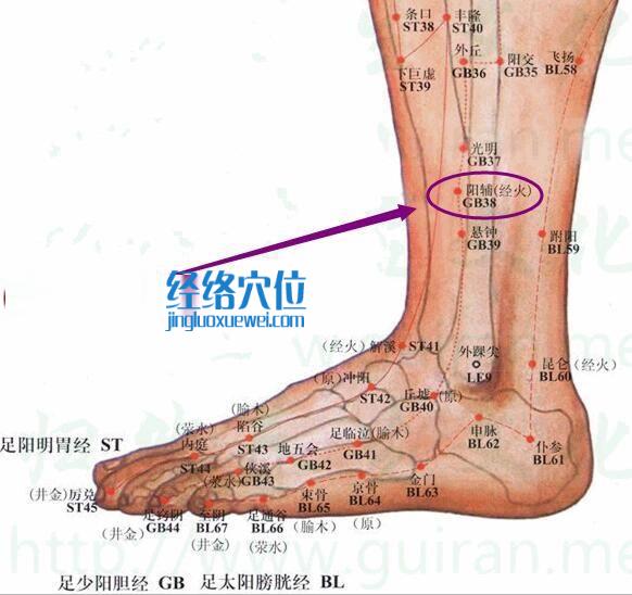 陽輔穴的準確位置圖