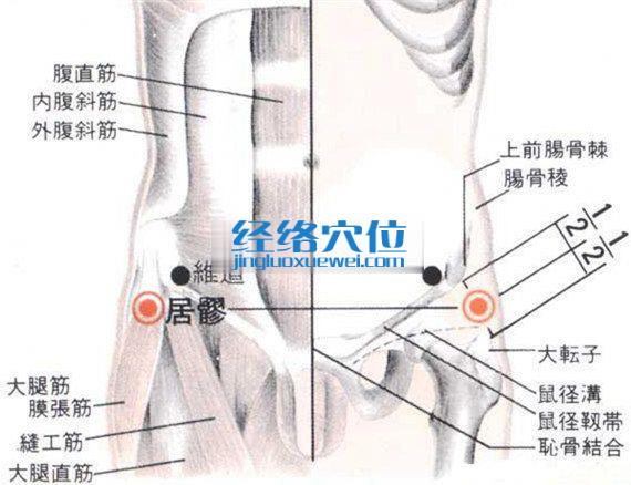 居髎穴的位置解剖分析圖