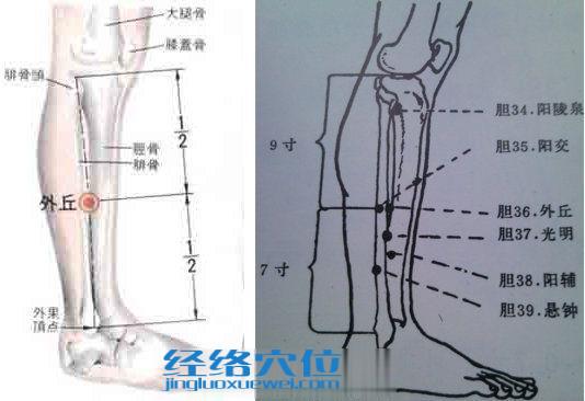外丘穴的位置解剖分析圖