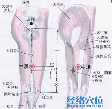 中瀆穴的位置解剖分析圖