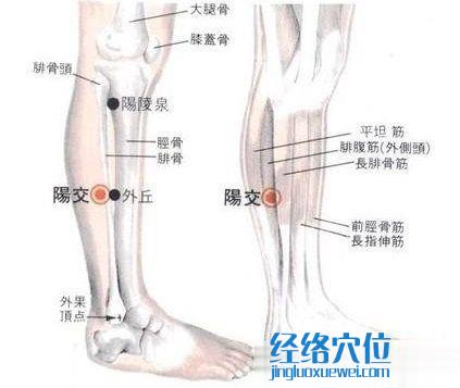 陽交穴的位置解剖分析圖