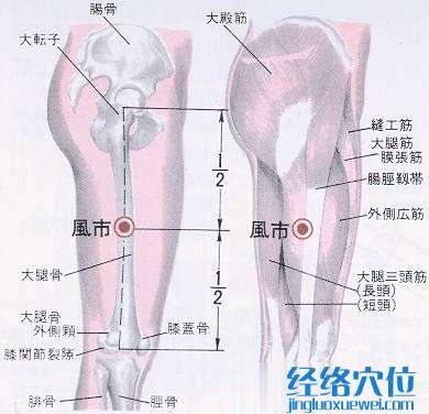 風市穴的位置解剖分析圖