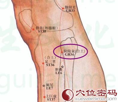 陽陵泉穴位圖