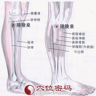 陽陵泉穴的位置解剖分析圖