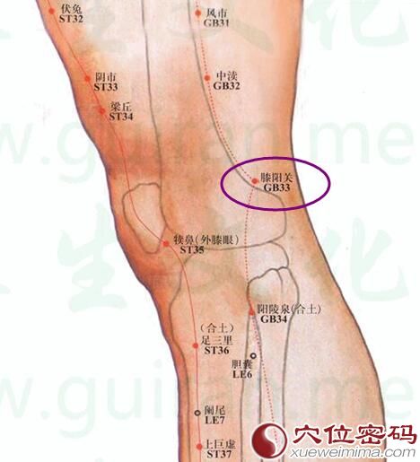 膝陽關穴的準確位置圖