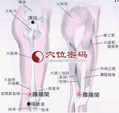 膝陽關穴的位置解剖分析圖