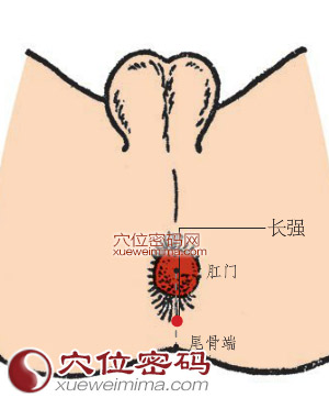 長強穴位位置圖
