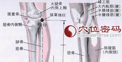 陰谷穴的準確位置圖