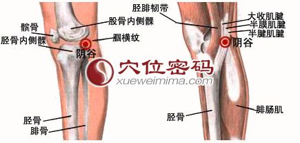 陰谷穴的準確位置圖