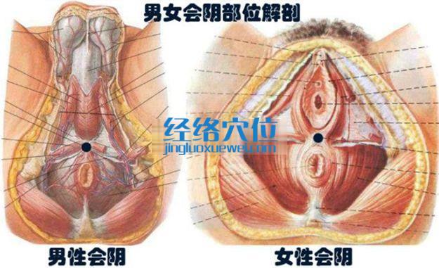 會陰穴的準確位置圖