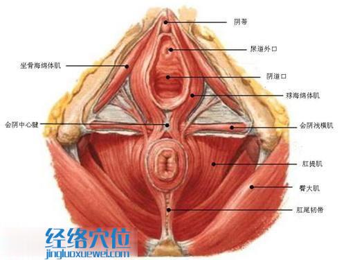 會陰穴的準確位置圖