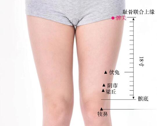 髀關的準確位置圖及功效視頻位位置圖