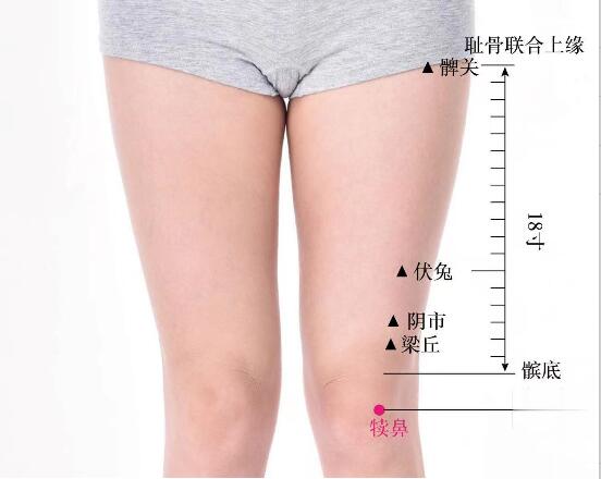 犢鼻的準確位置圖及功效視頻位位置圖