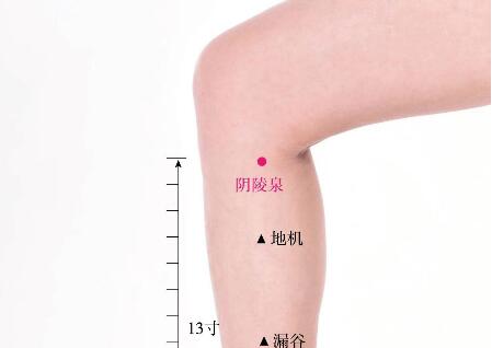 陰陵泉的準確位置圖及功效視頻位位置圖