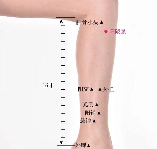 陽陵泉的準確位置圖及功效視頻位位置圖