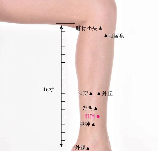 陽(yáng)輔的準(zhǔn)確位置圖及功效視頻位位置圖
