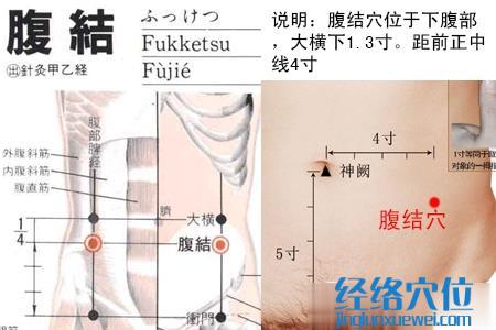 腹結(jié)穴位位置圖