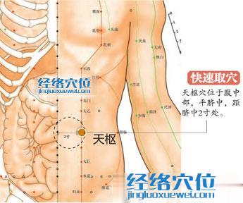 天樞穴的準確位置圖