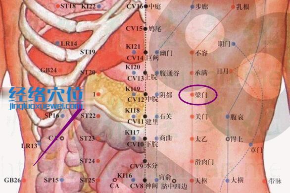 梁門穴的位置解剖分析圖