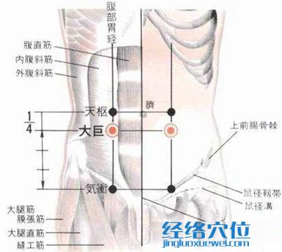 大巨穴的位置解剖分析圖