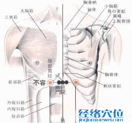 不容穴的位置解剖分析圖