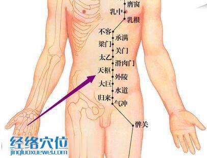 足陽明胃經天樞穴位圖