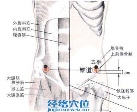 維道穴的位置解剖分析圖