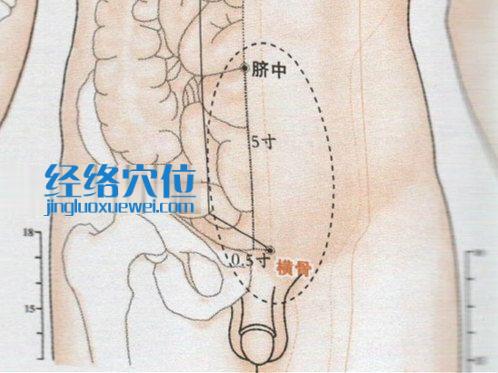 橫骨穴位位置圖